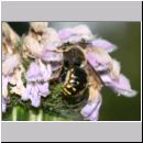 Anthidium manicatum - Grosse Wollbiene m12 13mm auf Phlomis tuberosa-Knollen-Brandkraut.jpg